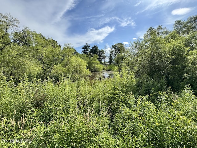 1353 Roy Owens Rd, Jamestown, TN 38556 - view of undeveloped land