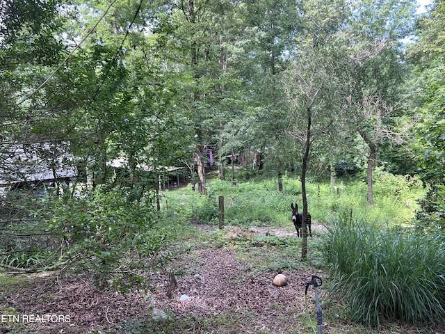 119 Wagon Hollow Rd, Middlesboro, KY 40965 - photo 37