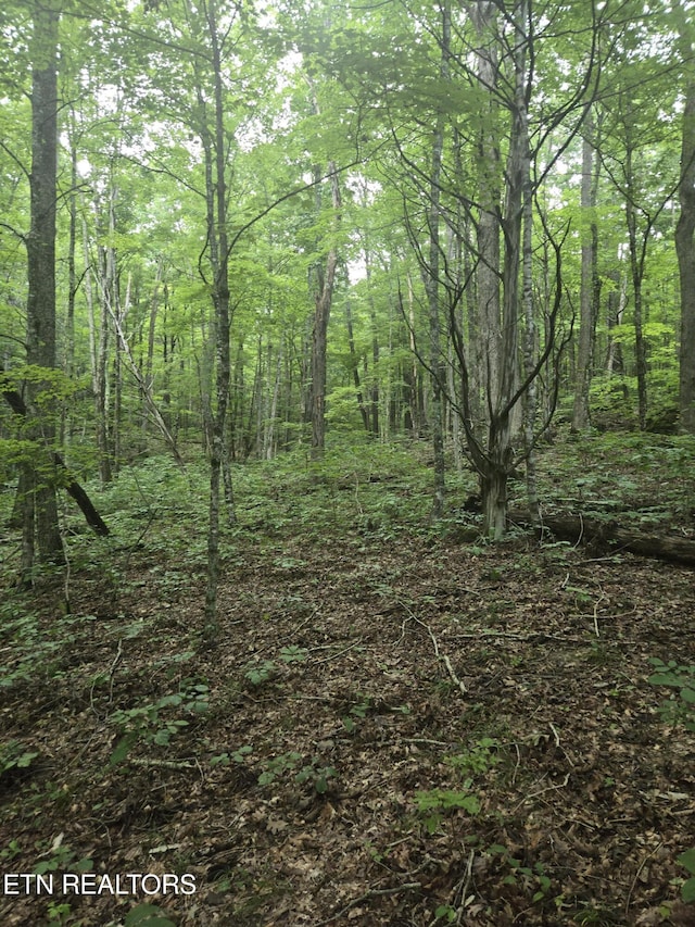 Prospect Rd, Sneedville, TN 37869 - photo 6