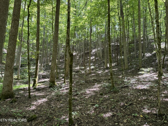 848 Cove Norris Rd, Caryville, TN 37714 - photo 48