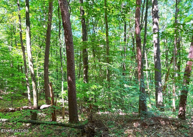 0 County Road 675, Riceville, TN 37370 - photo 10