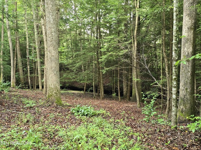 LOT244 Walking Horse Dr, Jamestown, TN 38556 - photo 8