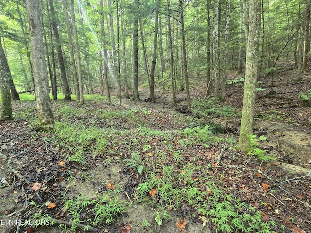 LOT244 Walking Horse Dr, Jamestown, TN 38556 - photo 12