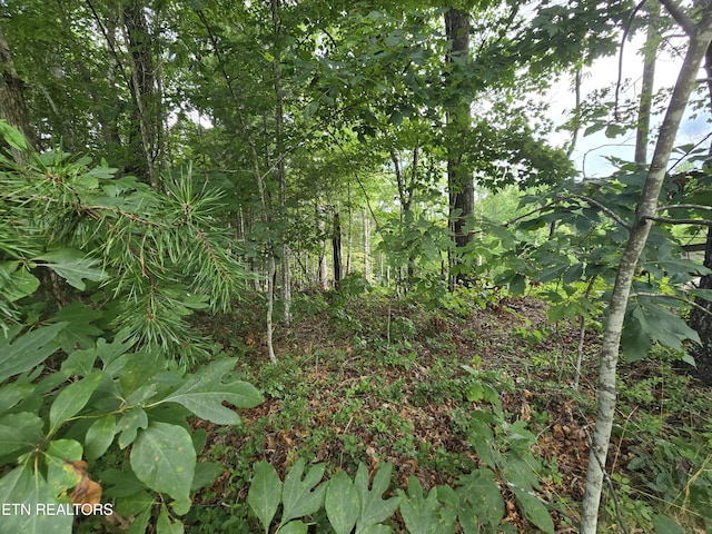 LOT244 Walking Horse Dr, Jamestown, TN 38556 - photo 5