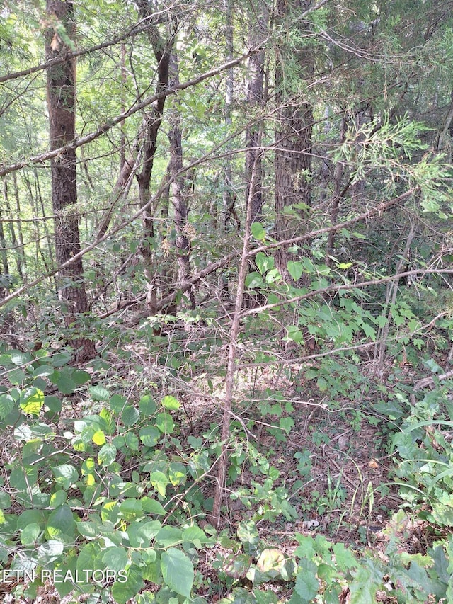 Mountain Rd, Tellico Plains, TN 37385 - photo 11