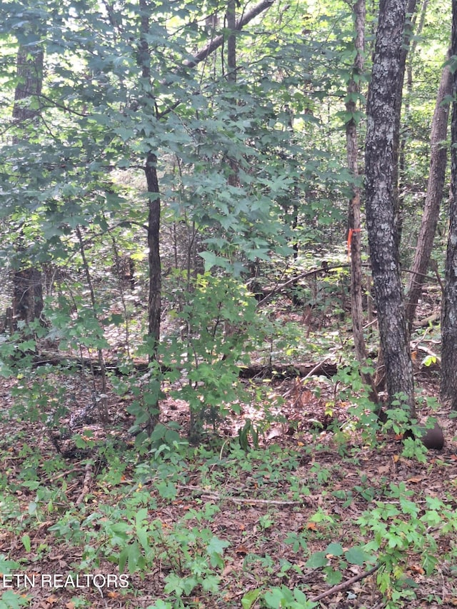 Mountain Rd, Tellico Plains, TN 37385 - photo 13