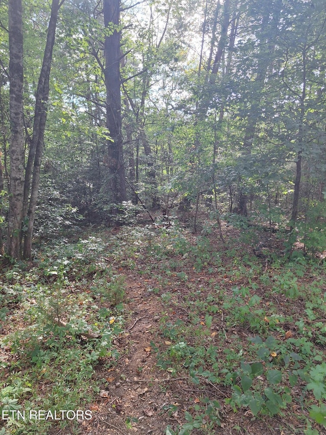 Mountain Rd, Tellico Plains, TN 37385 - photo 14