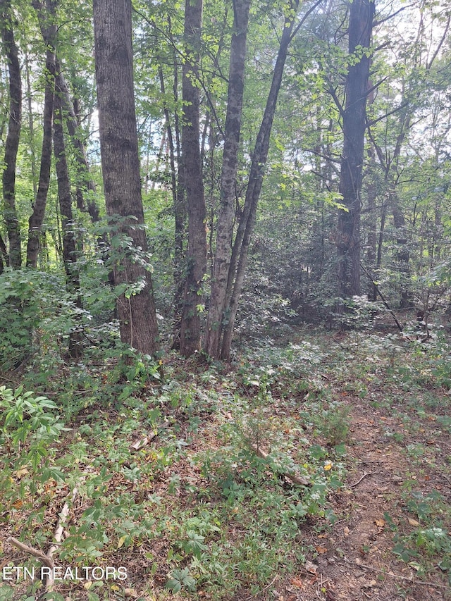 Mountain Rd, Tellico Plains, TN 37385 - photo 15