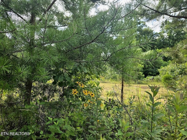 TRACT1 Grassy Knob Rd, Robbins, TN 37852 - photo 5