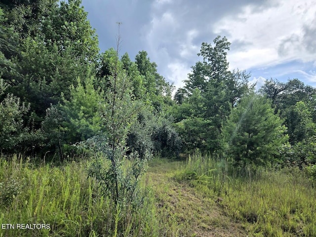 TRACT1 Grassy Knob Rd, Robbins, TN 37852 - photo 6