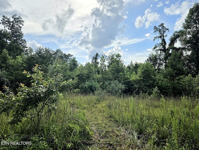 TRACT1 Grassy Knob Rd, Robbins, TN 37852 - photo 7