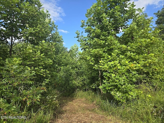 TRACT1 Grassy Knob Rd, Robbins, TN 37852 - photo 3