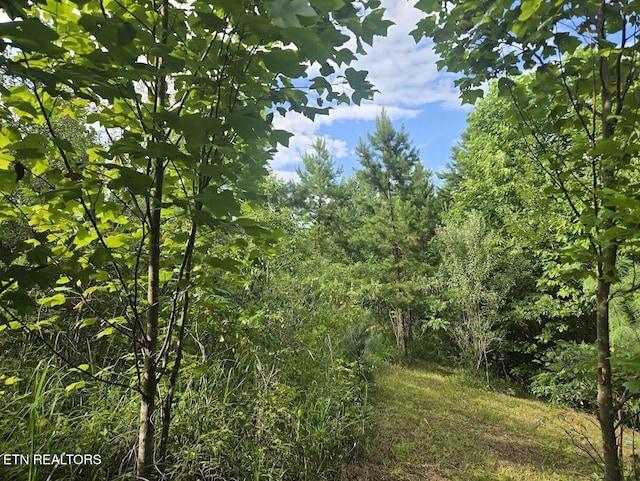 TRACT1 Grassy Knob Rd, Robbins, TN 37852 - photo 4