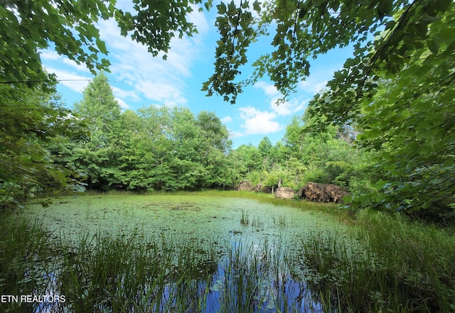 TRACT1 Grassy Knob Rd, Robbins, TN 37852 - photo 8