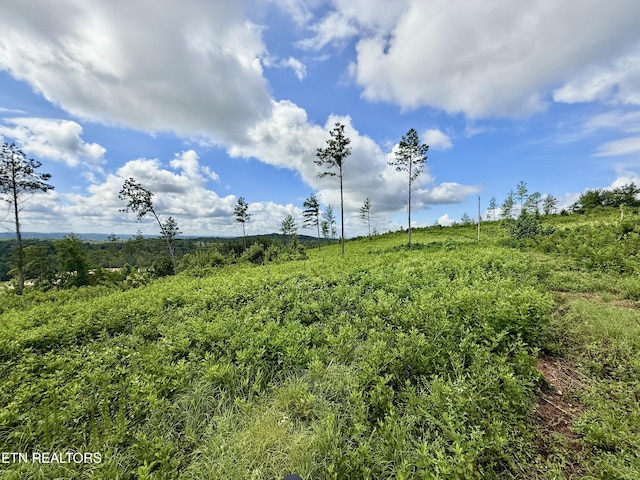 980 Wasson Rd, Ten Mile, TN 37880 - photo 4