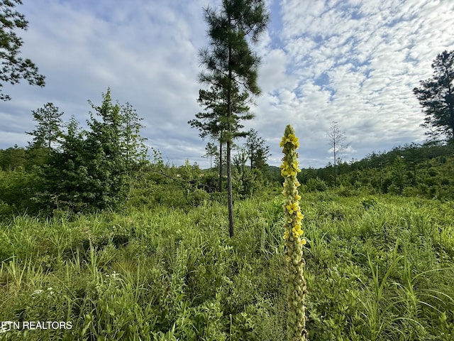 980 Wasson Rd, Ten Mile, TN 37880 - photo 8
