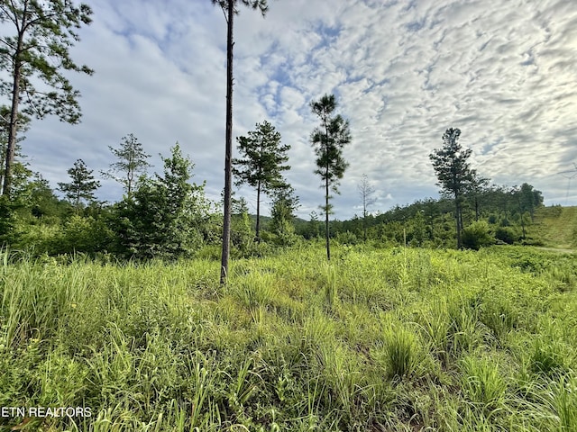 980 Wasson Rd, Ten Mile, TN 37880 - photo 14