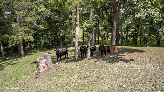316 Red Hill Rd, Andersonville, TN 37705 - photo 20