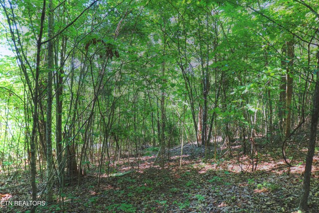 LOT168 Feldspar Rd, New Tazewell, TN 37825 - photo 10
