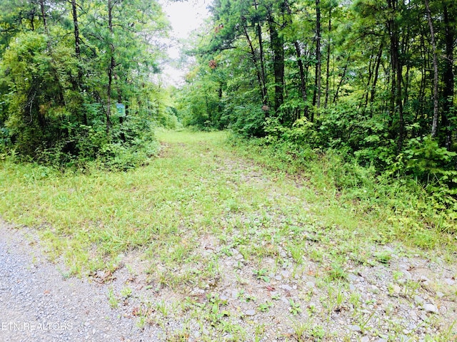 Collins Tpke, Deer Lodge, TN 37726 - photo 8