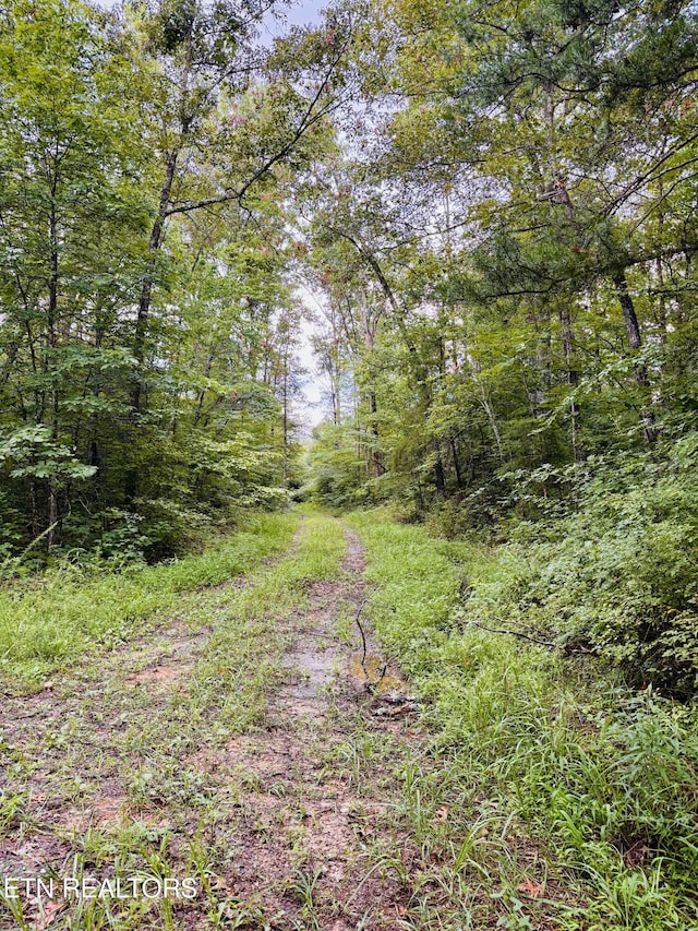 Collins Tpke, Deer Lodge, TN 37726 - photo 9