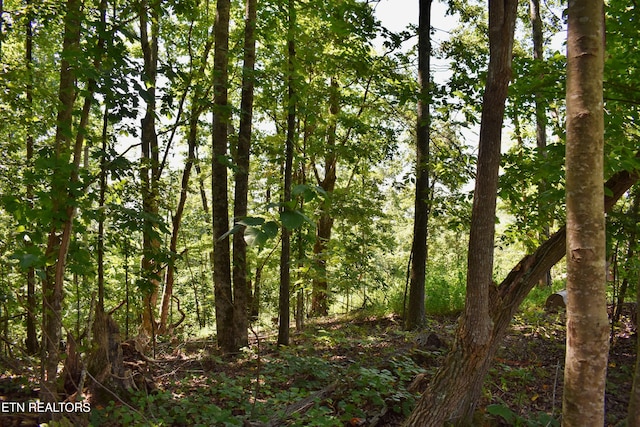 521 Norton Rd, Ten Mile, TN 37880 - photo 10