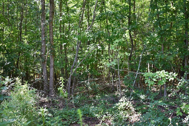 521 Norton Rd, Ten Mile, TN 37880 - photo 20