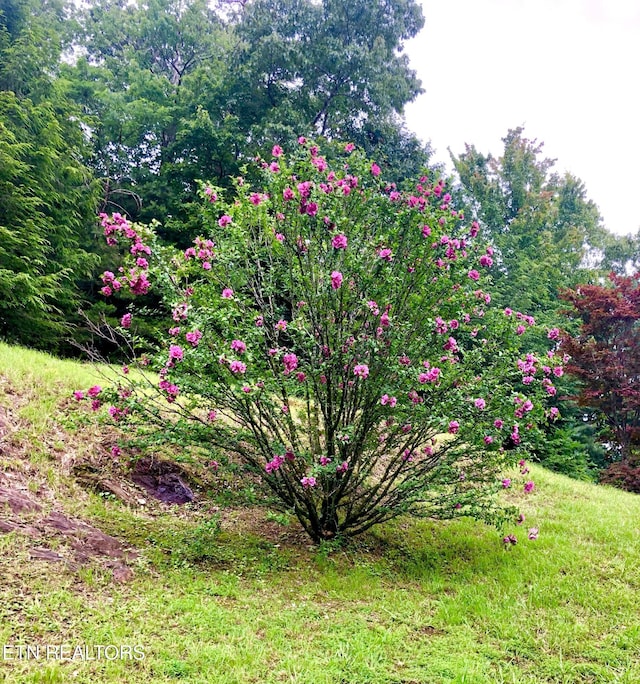 186 Caney Creek Rd, Reliance, TN 37369 - photo 47
