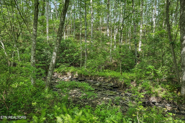 Burville Rd, Sunbright, TN 37872 - photo 12