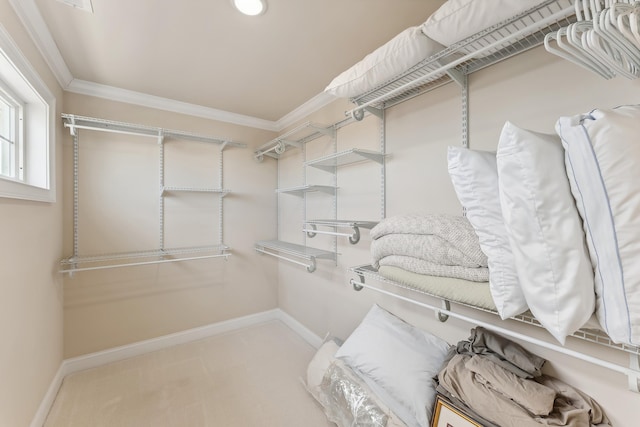 walk in closet with carpet floors