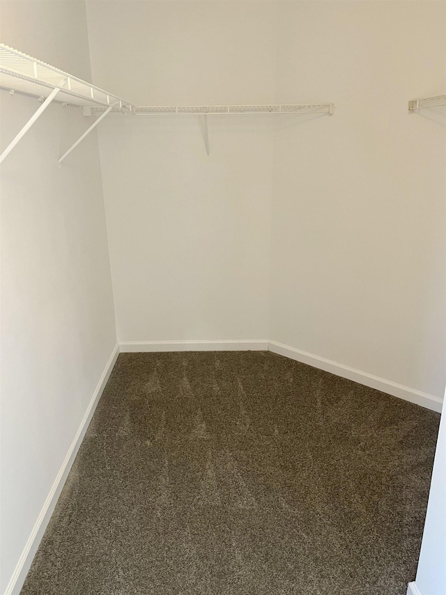 spacious closet featuring carpet flooring