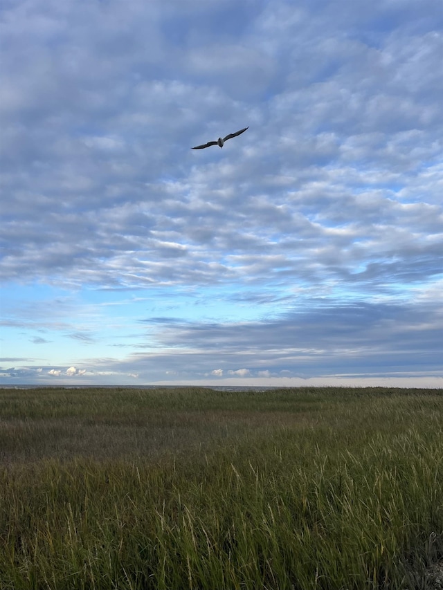 view of local wilderness