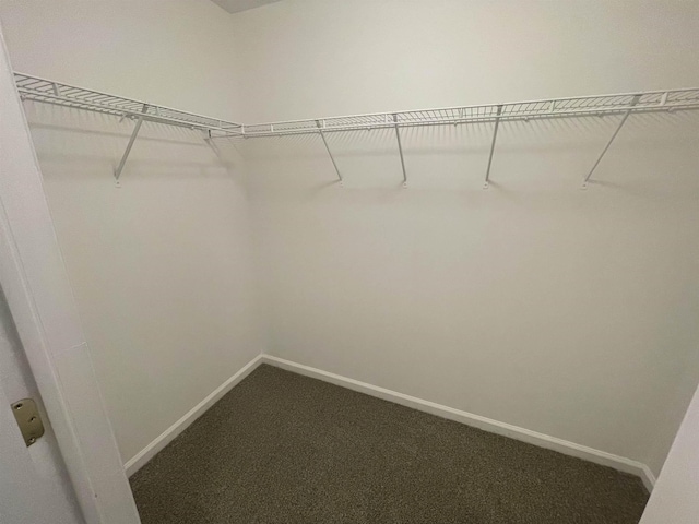 walk in closet featuring carpet flooring