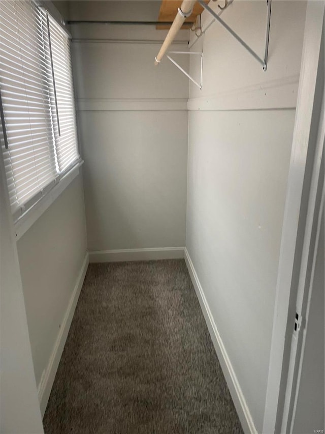 walk in closet with carpet floors