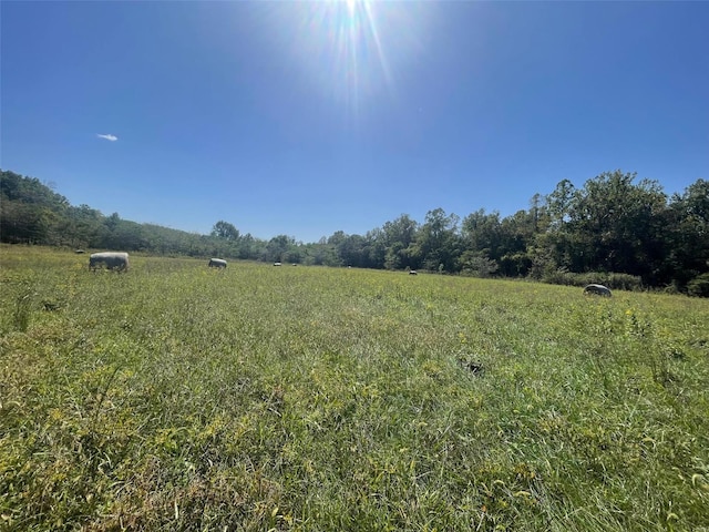 view of local wilderness featuring a rural view