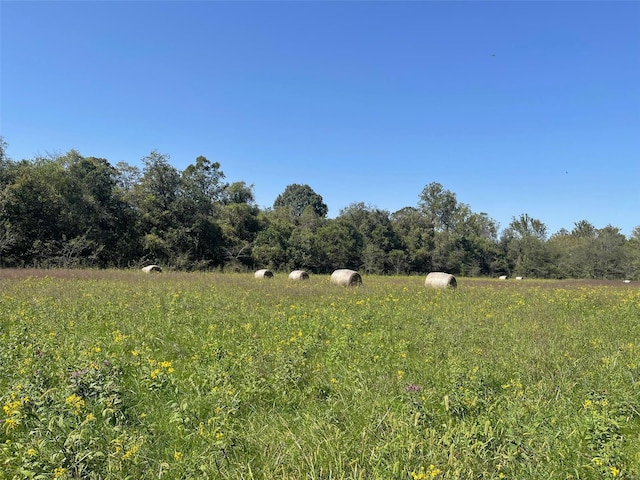 view of local wilderness with a rural view