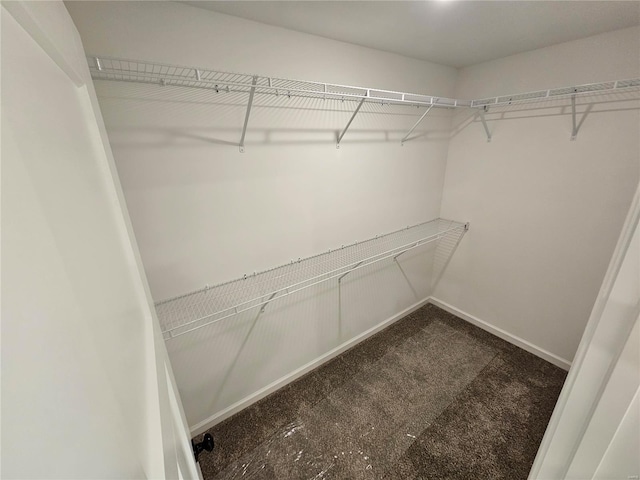 walk in closet with carpet