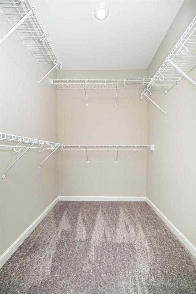 walk in closet featuring carpet floors