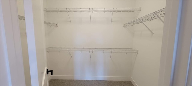 spacious closet featuring carpet