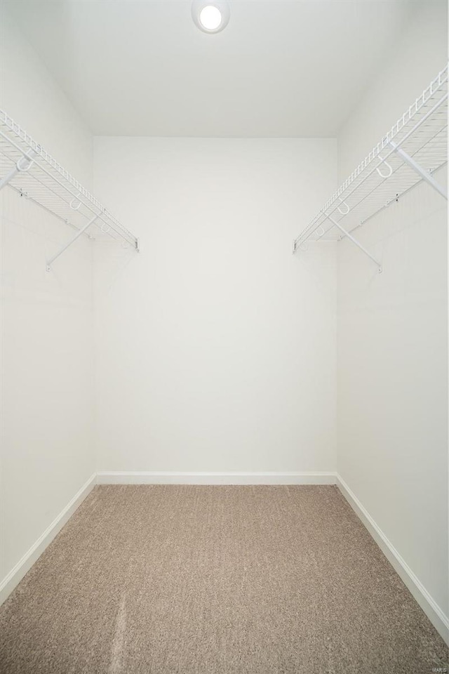 spacious closet featuring carpet