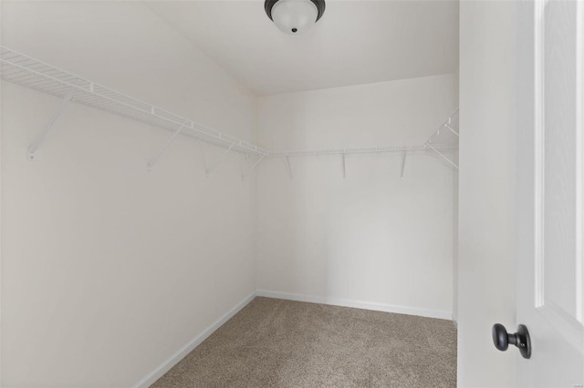 walk in closet featuring carpet floors