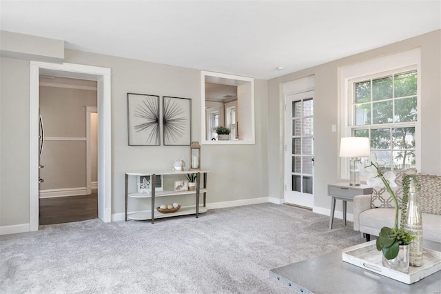 sitting room featuring carpet flooring