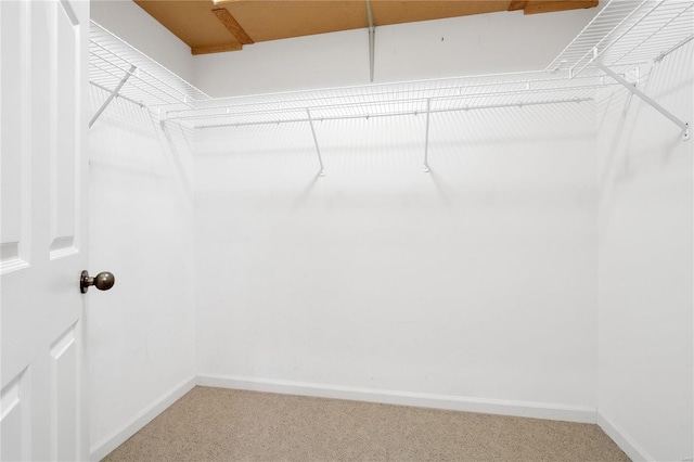 walk in closet featuring carpet floors