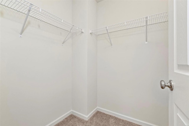 spacious closet featuring carpet flooring