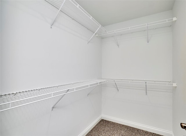 walk in closet featuring carpet flooring