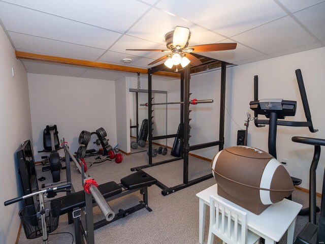 exercise area featuring carpet floors, ceiling fan, and a drop ceiling