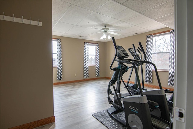 exercise room featuring light hardwood / wood-style flooring, a drop ceiling, and ceiling fan