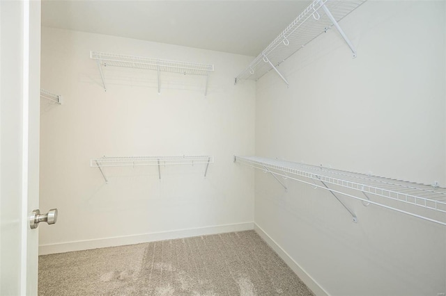 walk in closet featuring carpet floors