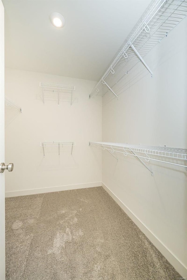 spacious closet featuring carpet flooring