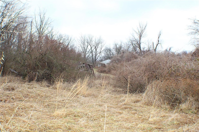 view of local wilderness